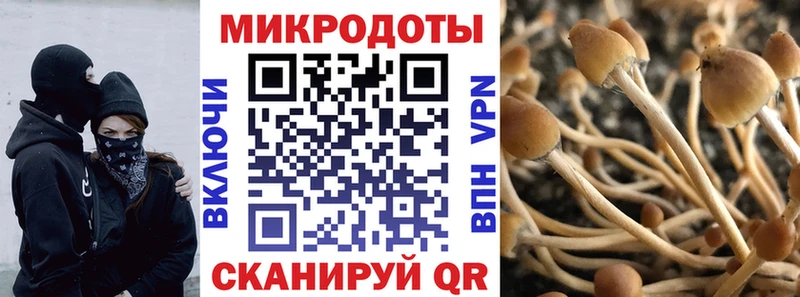 Галлюциногенные грибы Psilocybine cubensis где продают наркотики Черняховск